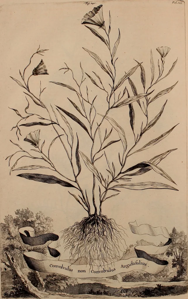 An illustration from Naauwkeurige beschryving der aardgewassen, waar in de veelerley aart en bijzondere eigenschappen der boomen, heesters, kruyden, bloemen, met haare vrugten, zaden, wortelen en bollen, neevens derzelver waare voort-teeling, gelukkige aanwinning, en heylzaame genees-krachten ... beschreeven worden;, 1696, leaf 575
