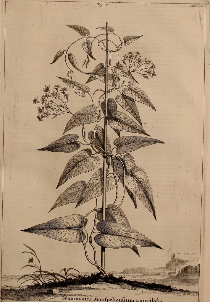 An illustration from Naauwkeurige beschryving der aardgewassen, waar in de veelerley aart en bijzondere eigenschappen der boomen, heesters, kruyden, bloemen, met haare vrugten, zaden, wortelen en bollen, neevens derzelver waare voort-teeling, gelukkige aanwinning, en heylzaame genees-krachten ... beschreeven worden;, 1696, leaf 578