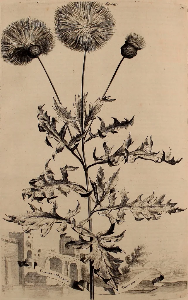 An illustration from Naauwkeurige beschryving der aardgewassen, waar in de veelerley aart en bijzondere eigenschappen der boomen, heesters, kruyden, bloemen, met haare vrugten, zaden, wortelen en bollen, neevens derzelver waare voort-teeling, gelukkige aanwinning, en heylzaame genees-krachten ... beschreeven worden;, 1696, leaf 593