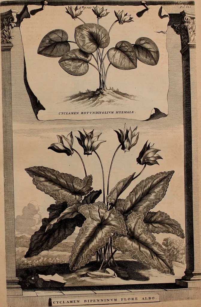 An illustration from Naauwkeurige beschryving der aardgewassen, waar in de veelerley aart en bijzondere eigenschappen der boomen, heesters, kruyden, bloemen, met haare vrugten, zaden, wortelen en bollen, neevens derzelver waare voort-teeling, gelukkige aanwinning, en heylzaame genees-krachten ... beschreeven worden;, 1696, leaf 604