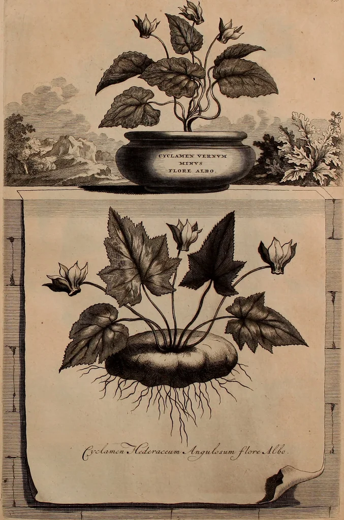 An illustration from Naauwkeurige beschryving der aardgewassen, waar in de veelerley aart en bijzondere eigenschappen der boomen, heesters, kruyden, bloemen, met haare vrugten, zaden, wortelen en bollen, neevens derzelver waare voort-teeling, gelukkige aanwinning, en heylzaame genees-krachten ... beschreeven worden;, 1696, leaf 606