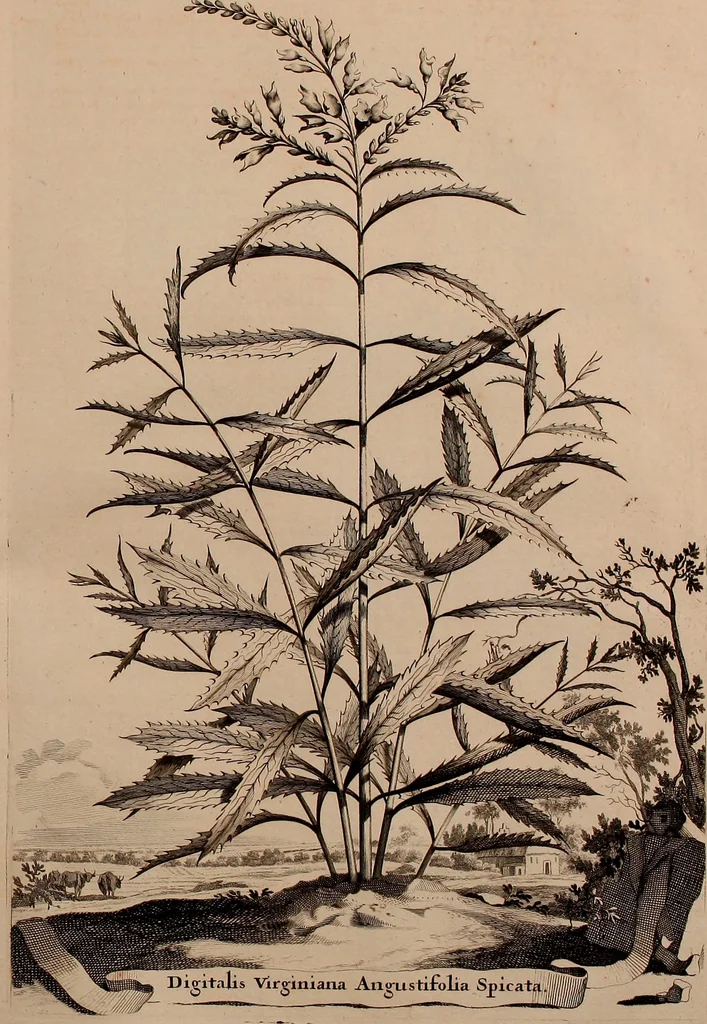 An illustration from Naauwkeurige beschryving der aardgewassen, waar in de veelerley aart en bijzondere eigenschappen der boomen, heesters, kruyden, bloemen, met haare vrugten, zaden, wortelen en bollen, neevens derzelver waare voort-teeling, gelukkige aanwinning, en heylzaame genees-krachten ... beschreeven worden;, 1696, leaf 624