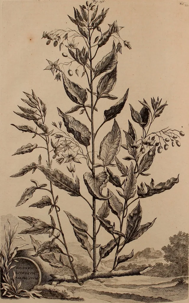 An illustration from Naauwkeurige beschryving der aardgewassen, waar in de veelerley aart en bijzondere eigenschappen der boomen, heesters, kruyden, bloemen, met haare vrugten, zaden, wortelen en bollen, neevens derzelver waare voort-teeling, gelukkige aanwinning, en heylzaame genees-krachten ... beschreeven worden;, 1696, leaf 633