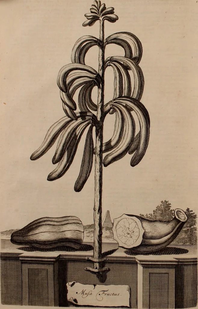 An illustration from Naauwkeurige beschryving der aardgewassen, waar in de veelerley aart en bijzondere eigenschappen der boomen, heesters, kruyden, bloemen, met haare vrugten, zaden, wortelen en bollen, neevens derzelver waare voort-teeling, gelukkige aanwinning, en heylzaame genees-krachten ... beschreeven worden;, 1696, leaf 65