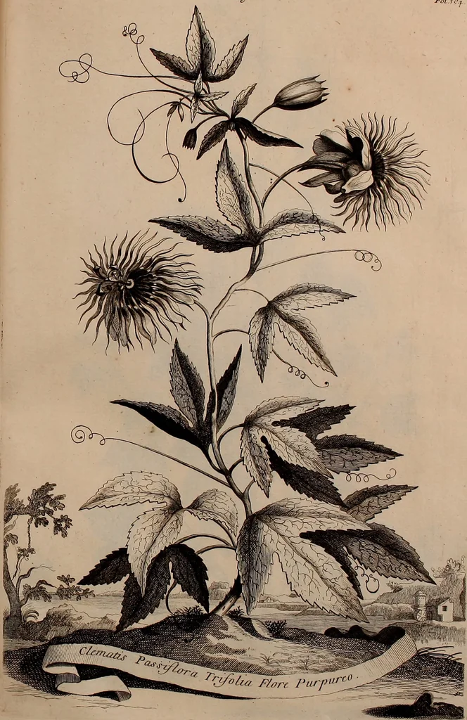 An illustration from Naauwkeurige beschryving der aardgewassen, waar in de veelerley aart en bijzondere eigenschappen der boomen, heesters, kruyden, bloemen, met haare vrugten, zaden, wortelen en bollen, neevens derzelver waare voort-teeling, gelukkige aanwinning, en heylzaame genees-krachten ... beschreeven worden;, 1696, leaf 654