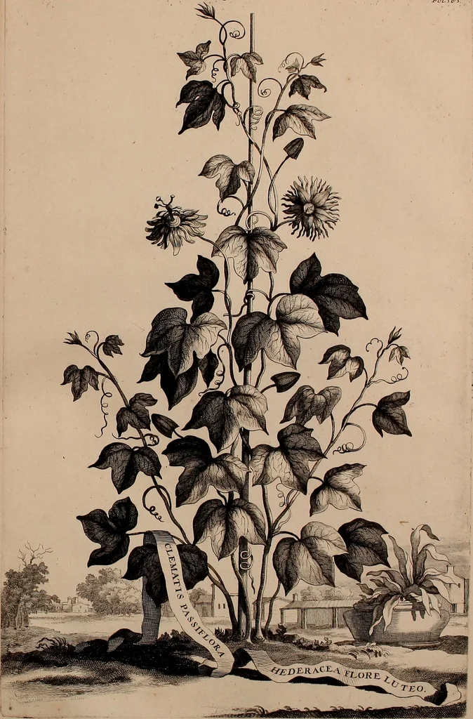 An illustration from Naauwkeurige beschryving der aardgewassen, waar in de veelerley aart en bijzondere eigenschappen der boomen, heesters, kruyden, bloemen, met haare vrugten, zaden, wortelen en bollen, neevens derzelver waare voort-teeling, gelukkige aanwinning, en heylzaame genees-krachten ... beschreeven worden;, 1696, leaf 656