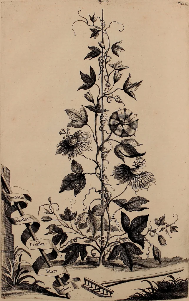 An illustration from Naauwkeurige beschryving der aardgewassen, waar in de veelerley aart en bijzondere eigenschappen der boomen, heesters, kruyden, bloemen, met haare vrugten, zaden, wortelen en bollen, neevens derzelver waare voort-teeling, gelukkige aanwinning, en heylzaame genees-krachten ... beschreeven worden;, 1696, leaf 659