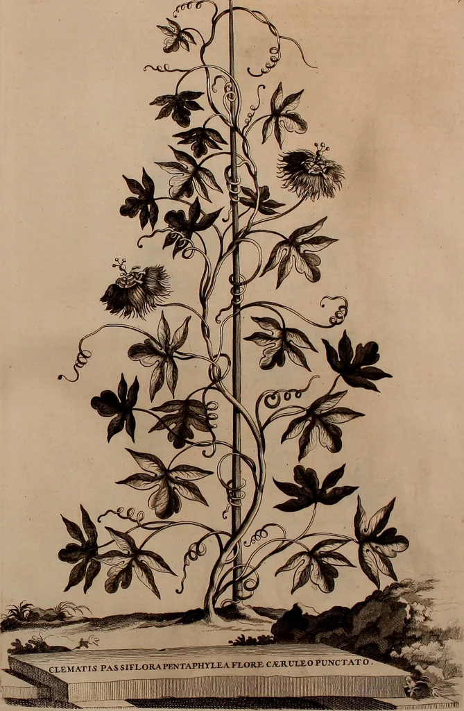 An illustration from Naauwkeurige beschryving der aardgewassen, waar in de veelerley aart en bijzondere eigenschappen der boomen, heesters, kruyden, bloemen, met haare vrugten, zaden, wortelen en bollen, neevens derzelver waare voort-teeling, gelukkige aanwinning, en heylzaame genees-krachten ... beschreeven worden;, 1696, leaf 662