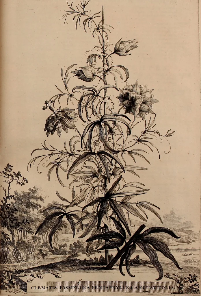 An illustration from Naauwkeurige beschryving der aardgewassen, waar in de veelerley aart en bijzondere eigenschappen der boomen, heesters, kruyden, bloemen, met haare vrugten, zaden, wortelen en bollen, neevens derzelver waare voort-teeling, gelukkige aanwinning, en heylzaame genees-krachten ... beschreeven worden;, 1696, leaf 666
