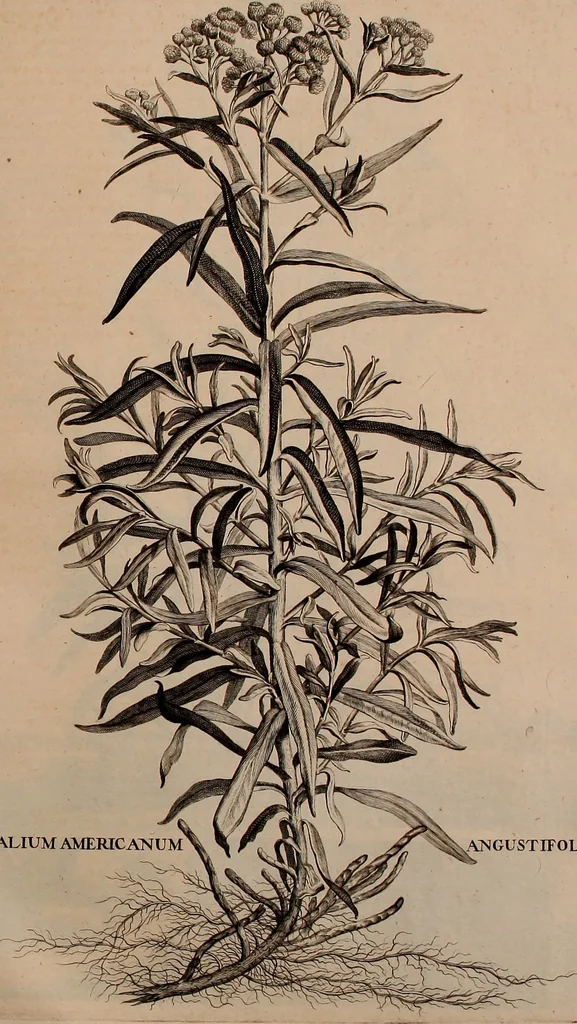 An illustration from Naauwkeurige beschryving der aardgewassen, waar in de veelerley aart en bijzondere eigenschappen der boomen, heesters, kruyden, bloemen, met haare vrugten, zaden, wortelen en bollen, neevens derzelver waare voort-teeling, gelukkige aanwinning, en heylzaame genees-krachten ... beschreeven worden;, 1696, leaf 688