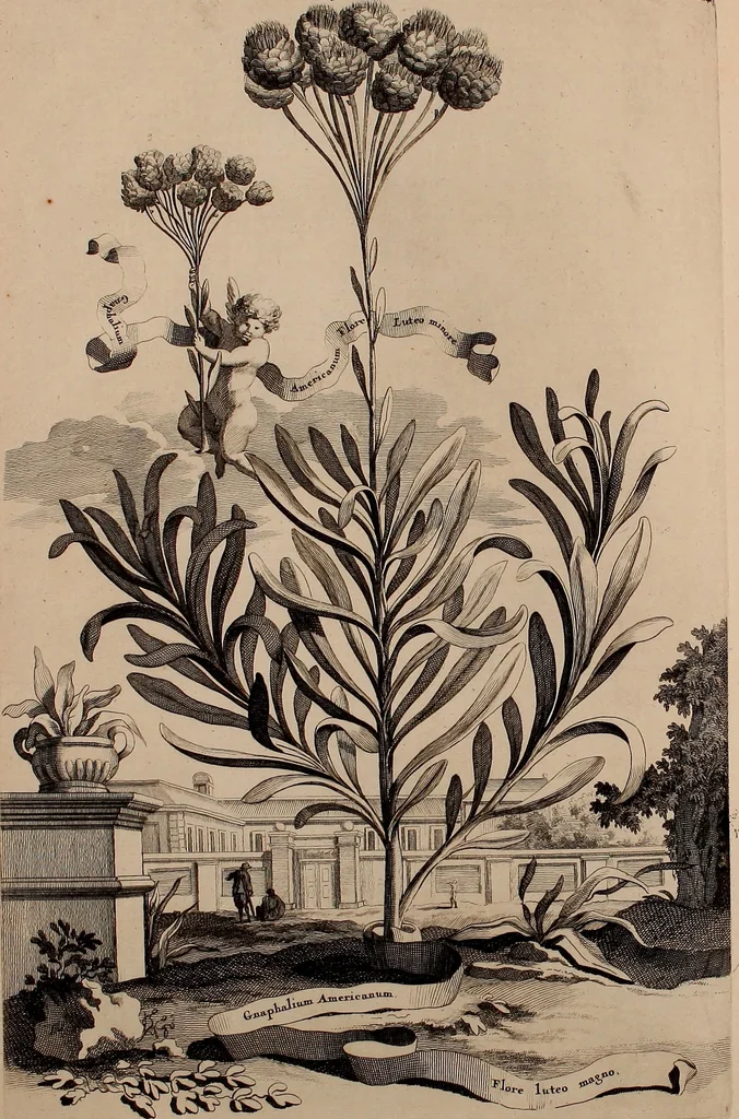 An illustration from Naauwkeurige beschryving der aardgewassen, waar in de veelerley aart en bijzondere eigenschappen der boomen, heesters, kruyden, bloemen, met haare vrugten, zaden, wortelen en bollen, neevens derzelver waare voort-teeling, gelukkige aanwinning, en heylzaame genees-krachten ... beschreeven worden;, 1696, leaf 693