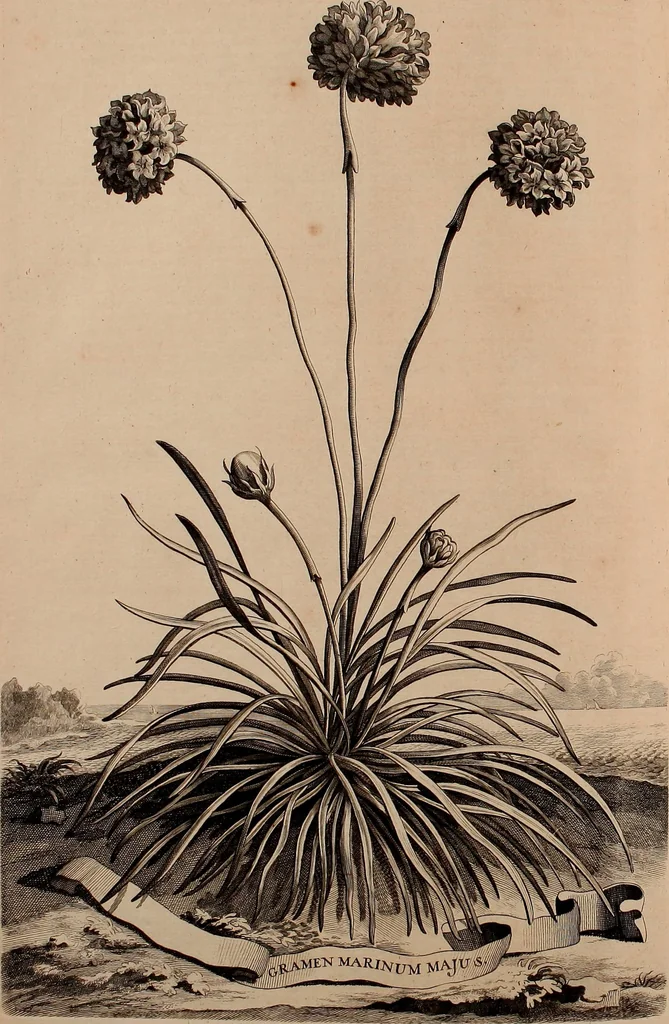 An illustration from Naauwkeurige beschryving der aardgewassen, waar in de veelerley aart en bijzondere eigenschappen der boomen, heesters, kruyden, bloemen, met haare vrugten, zaden, wortelen en bollen, neevens derzelver waare voort-teeling, gelukkige aanwinning, en heylzaame genees-krachten ... beschreeven worden;, 1696, leaf 699