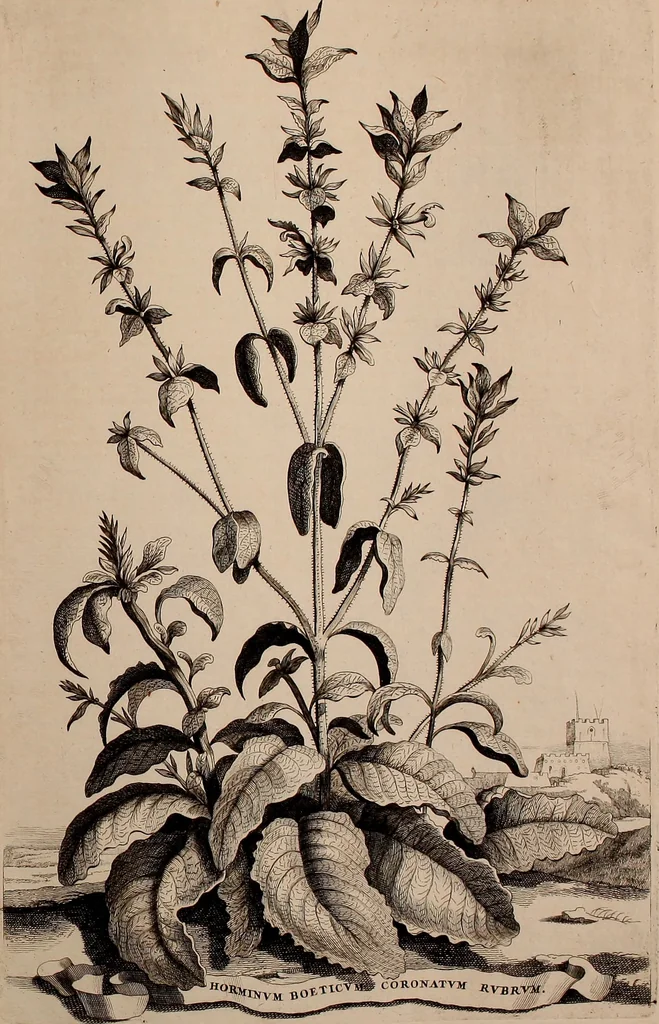 An illustration from Naauwkeurige beschryving der aardgewassen, waar in de veelerley aart en bijzondere eigenschappen der boomen, heesters, kruyden, bloemen, met haare vrugten, zaden, wortelen en bollen, neevens derzelver waare voort-teeling, gelukkige aanwinning, en heylzaame genees-krachten ... beschreeven worden;, 1696, leaf 718