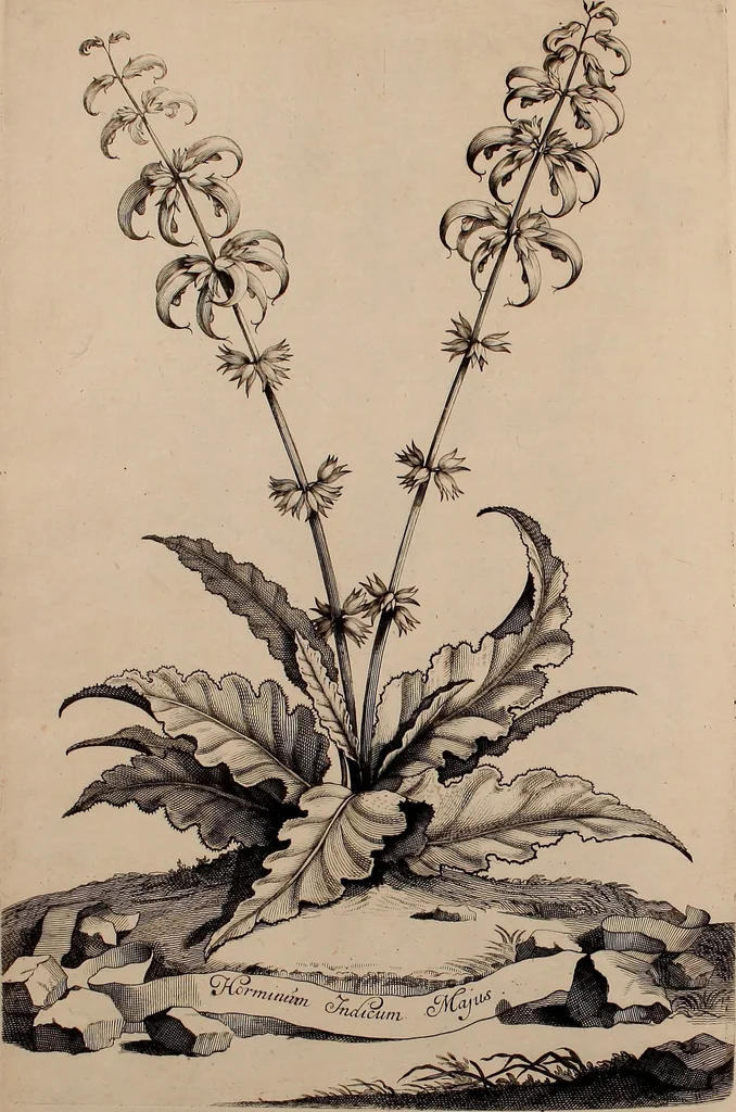 An illustration from Naauwkeurige beschryving der aardgewassen, waar in de veelerley aart en bijzondere eigenschappen der boomen, heesters, kruyden, bloemen, met haare vrugten, zaden, wortelen en bollen, neevens derzelver waare voort-teeling, gelukkige aanwinning, en heylzaame genees-krachten ... beschreeven worden;, 1696, leaf 721