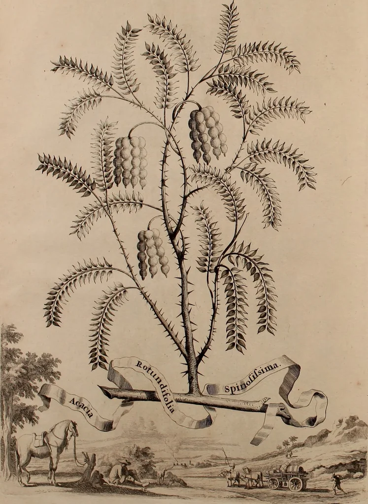 An illustration from Naauwkeurige beschryving der aardgewassen, waar in de veelerley aart en bijzondere eigenschappen der boomen, heesters, kruyden, bloemen, met haare vrugten, zaden, wortelen en bollen, neevens derzelver waare voort-teeling, gelukkige aanwinning, en heylzaame genees-krachten ... beschreeven worden;, 1696, leaf 89