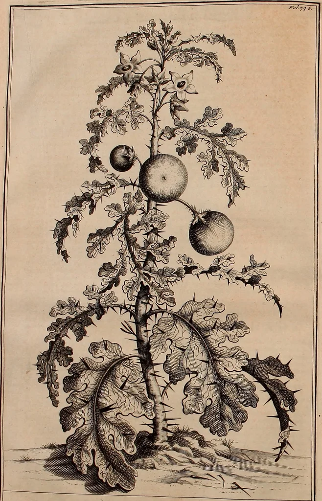 An illustration from Naauwkeurige beschryving der aardgewassen, waar in de veelerley aart en bijzondere eigenschappen der boomen, heesters, kruyden, bloemen, met haare vrugten, zaden, wortelen en bollen, neevens derzelver waare voort-teeling, gelukkige aanwinning, en heylzaame genees-krachten ... beschreeven worden;, 1696, leaf 125