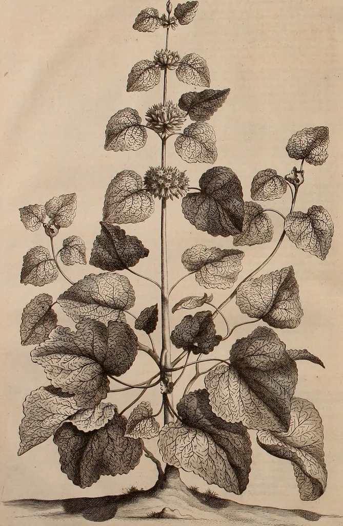 An illustration from Naauwkeurige beschryving der aardgewassen, waar in de veelerley aart en bijzondere eigenschappen der boomen, heesters, kruyden, bloemen, met haare vrugten, zaden, wortelen en bollen, neevens derzelver waare voort-teeling, gelukkige aanwinning, en heylzaame genees-krachten ... beschreeven worden;, 1696, leaf 133