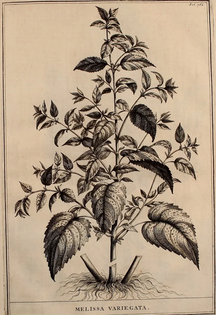 An illustration from Naauwkeurige beschryving der aardgewassen, waar in de veelerley aart en bijzondere eigenschappen der boomen, heesters, kruyden, bloemen, met haare vrugten, zaden, wortelen en bollen, neevens derzelver waare voort-teeling, gelukkige aanwinning, en heylzaame genees-krachten ... beschreeven worden;, 1696, leaf 140