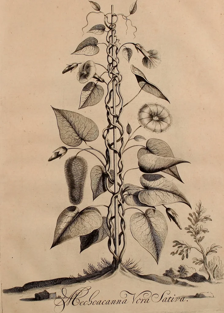 An illustration from Naauwkeurige beschryving der aardgewassen, waar in de veelerley aart en bijzondere eigenschappen der boomen, heesters, kruyden, bloemen, met haare vrugten, zaden, wortelen en bollen, neevens derzelver waare voort-teeling, gelukkige aanwinning, en heylzaame genees-krachten ... beschreeven worden;, 1696, leaf 144