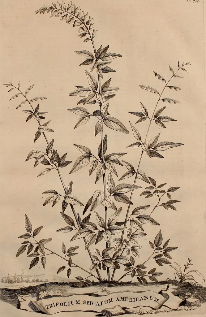An illustration from Naauwkeurige beschryving der aardgewassen, waar in de veelerley aart en bijzondere eigenschappen der boomen, heesters, kruyden, bloemen, met haare vrugten, zaden, wortelen en bollen, neevens derzelver waare voort-teeling, gelukkige aanwinning, en heylzaame genees-krachten ... beschreeven worden;, 1696, leaf 152