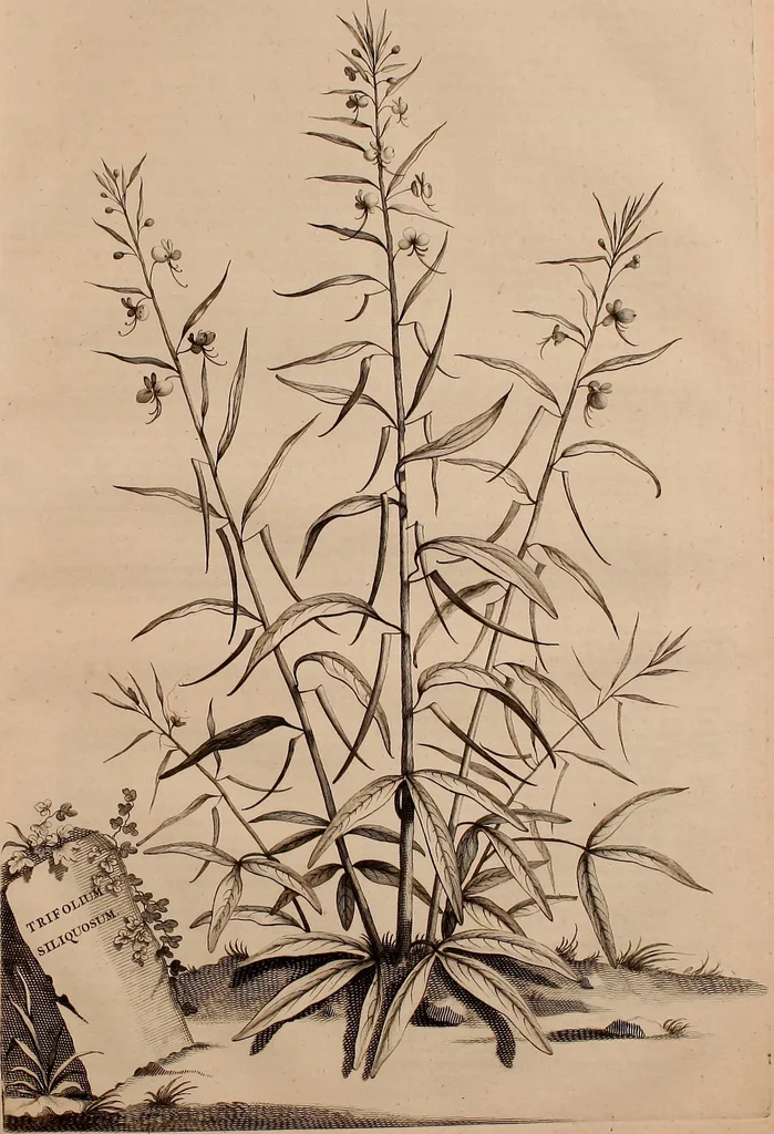 An illustration from Naauwkeurige beschryving der aardgewassen, waar in de veelerley aart en bijzondere eigenschappen der boomen, heesters, kruyden, bloemen, met haare vrugten, zaden, wortelen en bollen, neevens derzelver waare voort-teeling, gelukkige aanwinning, en heylzaame genees-krachten ... beschreeven worden;, 1696, leaf 154