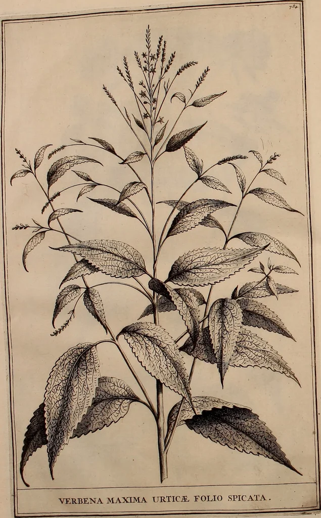 An illustration from Naauwkeurige beschryving der aardgewassen, waar in de veelerley aart en bijzondere eigenschappen der boomen, heesters, kruyden, bloemen, met haare vrugten, zaden, wortelen en bollen, neevens derzelver waare voort-teeling, gelukkige aanwinning, en heylzaame genees-krachten ... beschreeven worden;, 1696, leaf 169