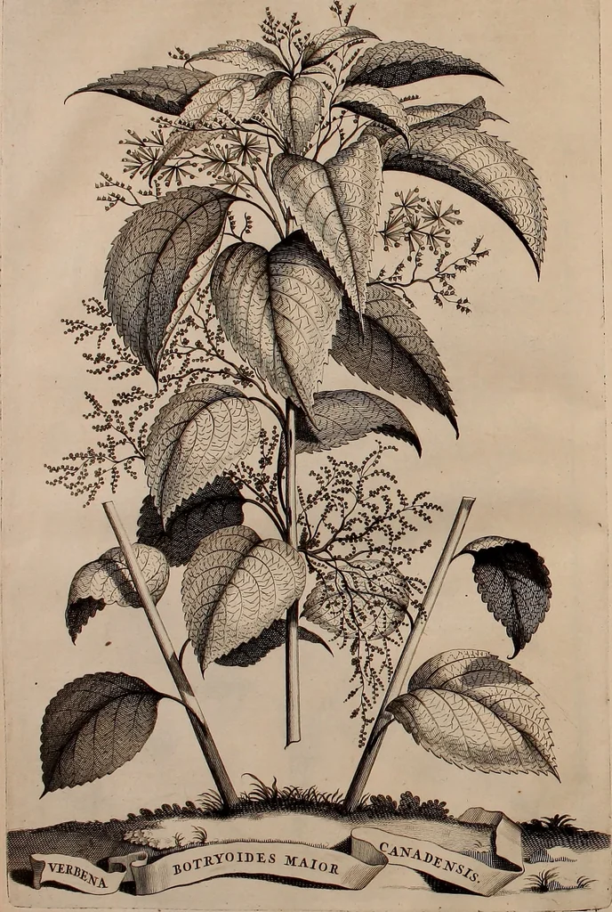 An illustration from Naauwkeurige beschryving der aardgewassen, waar in de veelerley aart en bijzondere eigenschappen der boomen, heesters, kruyden, bloemen, met haare vrugten, zaden, wortelen en bollen, neevens derzelver waare voort-teeling, gelukkige aanwinning, en heylzaame genees-krachten ... beschreeven worden;, 1696, leaf 171