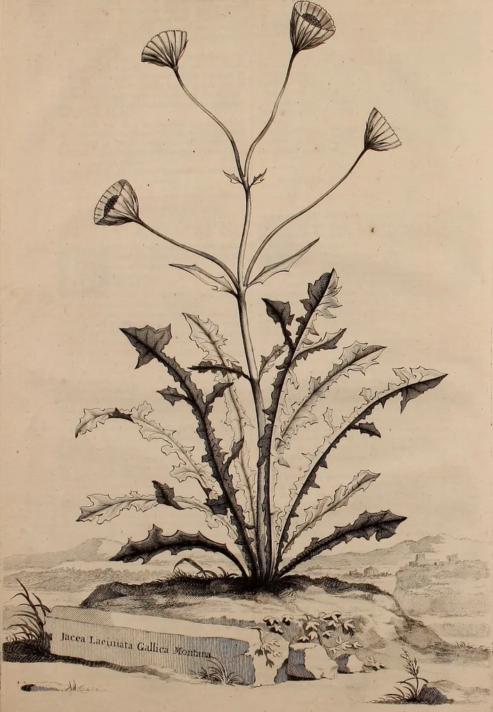 An illustration from Naauwkeurige beschryving der aardgewassen, waar in de veelerley aart en bijzondere eigenschappen der boomen, heesters, kruyden, bloemen, met haare vrugten, zaden, wortelen en bollen, neevens derzelver waare voort-teeling, gelukkige aanwinning, en heylzaame genees-krachten ... beschreeven worden;, 1696, leaf 19