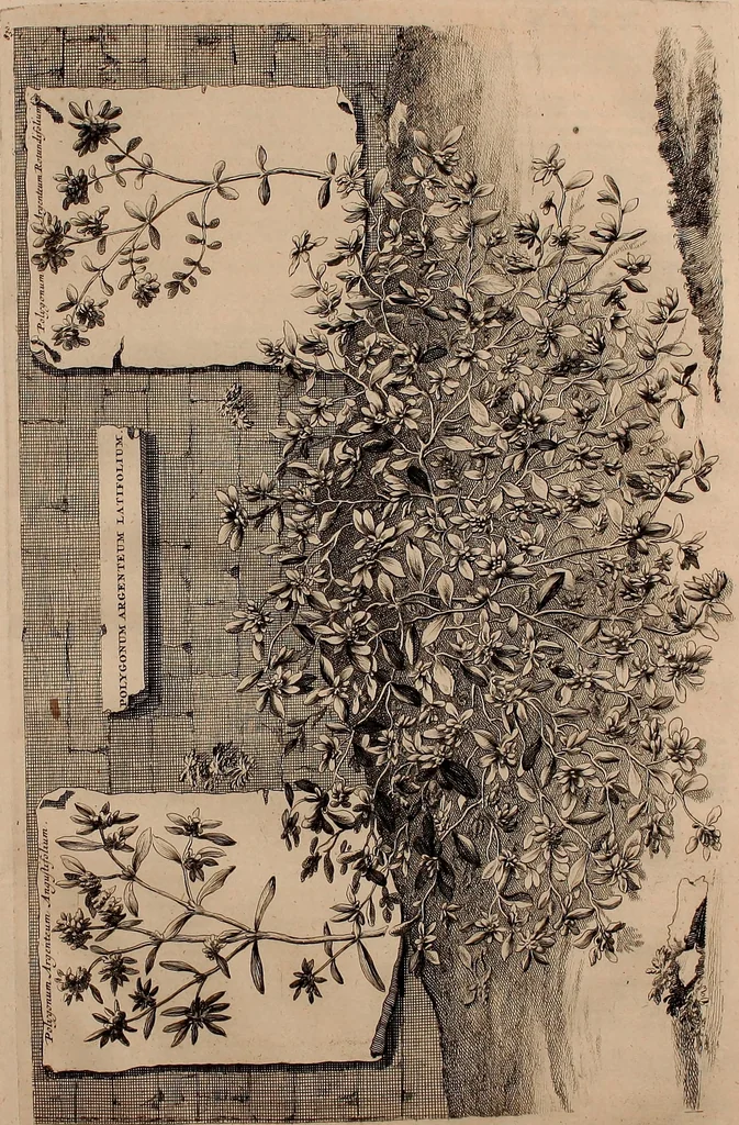 An illustration from Naauwkeurige beschryving der aardgewassen, waar in de veelerley aart en bijzondere eigenschappen der boomen, heesters, kruyden, bloemen, met haare vrugten, zaden, wortelen en bollen, neevens derzelver waare voort-teeling, gelukkige aanwinning, en heylzaame genees-krachten ... beschreeven worden;, 1696, leaf 204