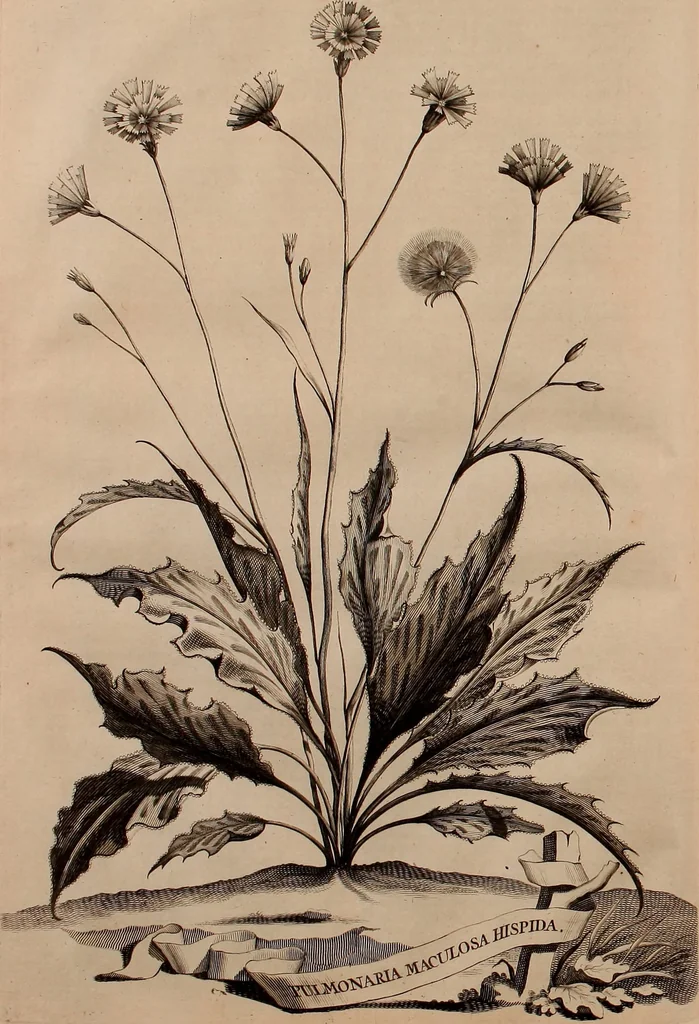 An illustration from Naauwkeurige beschryving der aardgewassen, waar in de veelerley aart en bijzondere eigenschappen der boomen, heesters, kruyden, bloemen, met haare vrugten, zaden, wortelen en bollen, neevens derzelver waare voort-teeling, gelukkige aanwinning, en heylzaame genees-krachten ... beschreeven worden;, 1696, leaf 211