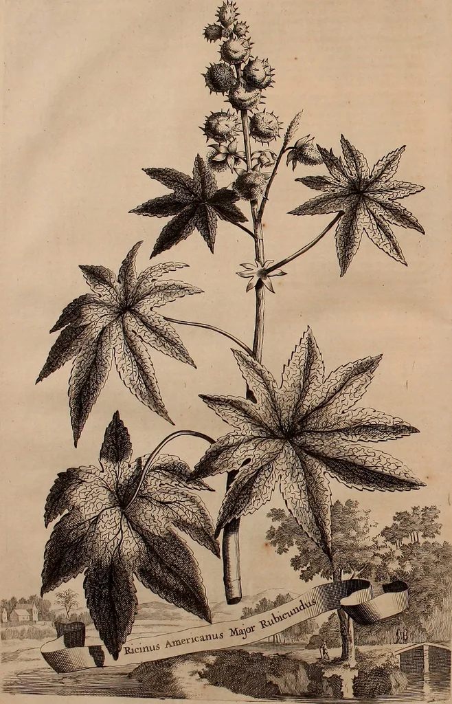 An illustration from Naauwkeurige beschryving der aardgewassen, waar in de veelerley aart en bijzondere eigenschappen der boomen, heesters, kruyden, bloemen, met haare vrugten, zaden, wortelen en bollen, neevens derzelver waare voort-teeling, gelukkige aanwinning, en heylzaame genees-krachten ... beschreeven worden;, 1696, leaf 221
