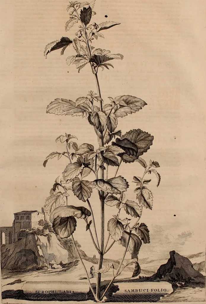An illustration from Naauwkeurige beschryving der aardgewassen, waar in de veelerley aart en bijzondere eigenschappen der boomen, heesters, kruyden, bloemen, met haare vrugten, zaden, wortelen en bollen, neevens derzelver waare voort-teeling, gelukkige aanwinning, en heylzaame genees-krachten ... beschreeven worden;, 1696, leaf 238