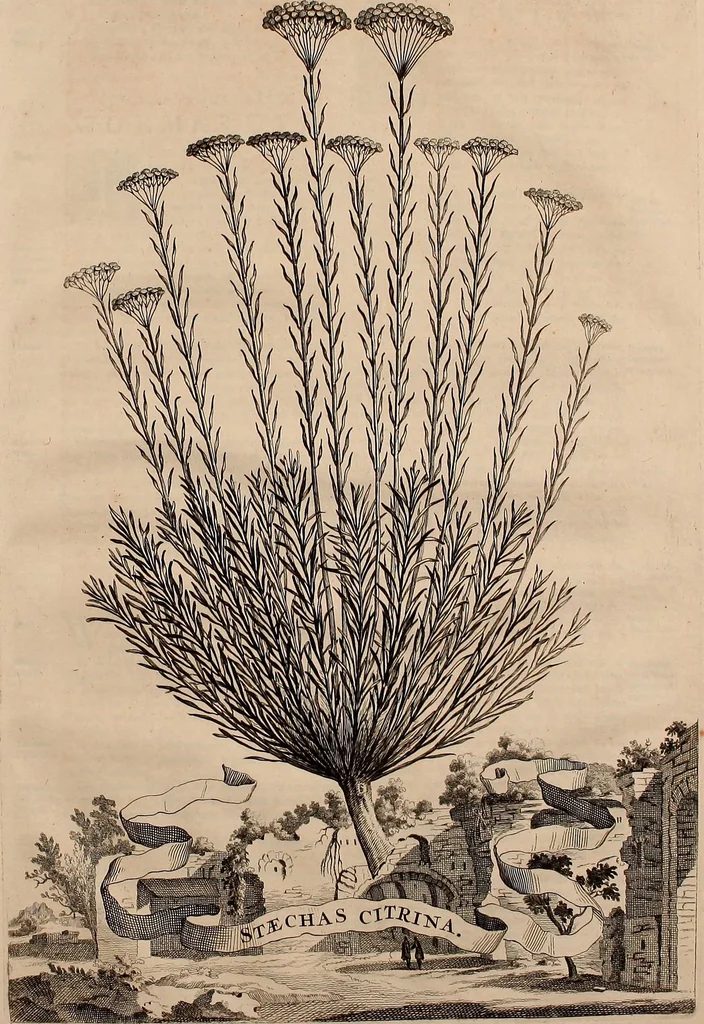 An illustration from Naauwkeurige beschryving der aardgewassen, waar in de veelerley aart en bijzondere eigenschappen der boomen, heesters, kruyden, bloemen, met haare vrugten, zaden, wortelen en bollen, neevens derzelver waare voort-teeling, gelukkige aanwinning, en heylzaame genees-krachten ... beschreeven worden;, 1696, leaf 260