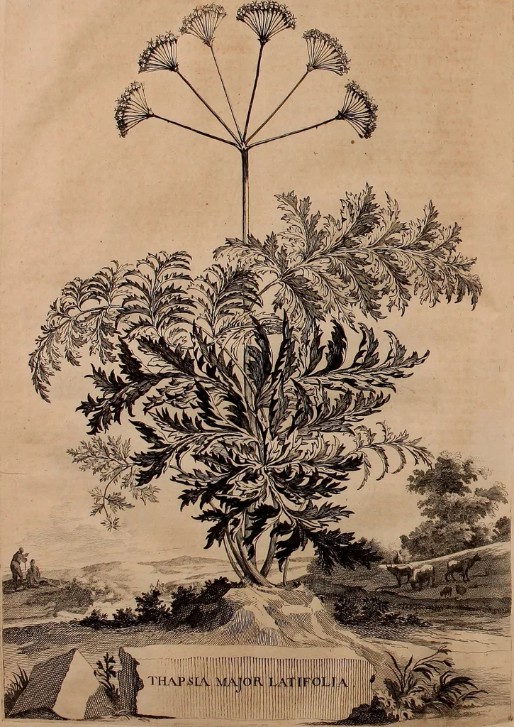 An illustration from Naauwkeurige beschryving der aardgewassen, waar in de veelerley aart en bijzondere eigenschappen der boomen, heesters, kruyden, bloemen, met haare vrugten, zaden, wortelen en bollen, neevens derzelver waare voort-teeling, gelukkige aanwinning, en heylzaame genees-krachten ... beschreeven worden;, 1696, leaf 265