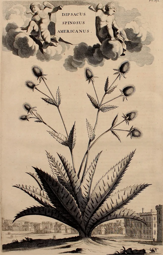 An illustration from Naauwkeurige beschryving der aardgewassen, waar in de veelerley aart en bijzondere eigenschappen der boomen, heesters, kruyden, bloemen, met haare vrugten, zaden, wortelen en bollen, neevens derzelver waare voort-teeling, gelukkige aanwinning, en heylzaame genees-krachten ... beschreeven worden;, 1696, leaf 33