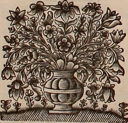 An illustration from Naauwkeurige beschryving der aardgewassen, waar in de veelerley aart en bijzondere eigenschappen der boomen, heesters, kruyden, bloemen, met haare vrugten, zaden, wortelen en bollen, neevens derzelver waare voort-teeling, gelukkige aanwinning, en heylzaame genees-krachten ... beschreeven worden;, 1696, leaf 339