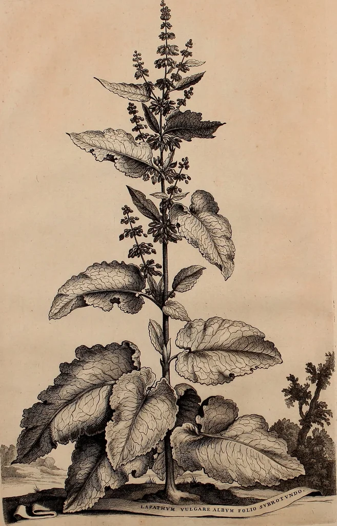 An illustration from Naauwkeurige beschryving der aardgewassen, waar in de veelerley aart en bijzondere eigenschappen der boomen, heesters, kruyden, bloemen, met haare vrugten, zaden, wortelen en bollen, neevens derzelver waare voort-teeling, gelukkige aanwinning, en heylzaame genees-krachten ... beschreeven worden;, 1696, leaf 45