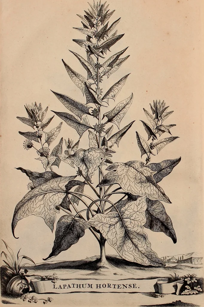 An illustration from Naauwkeurige beschryving der aardgewassen, waar in de veelerley aart en bijzondere eigenschappen der boomen, heesters, kruyden, bloemen, met haare vrugten, zaden, wortelen en bollen, neevens derzelver waare voort-teeling, gelukkige aanwinning, en heylzaame genees-krachten ... beschreeven worden;, 1696, leaf 47