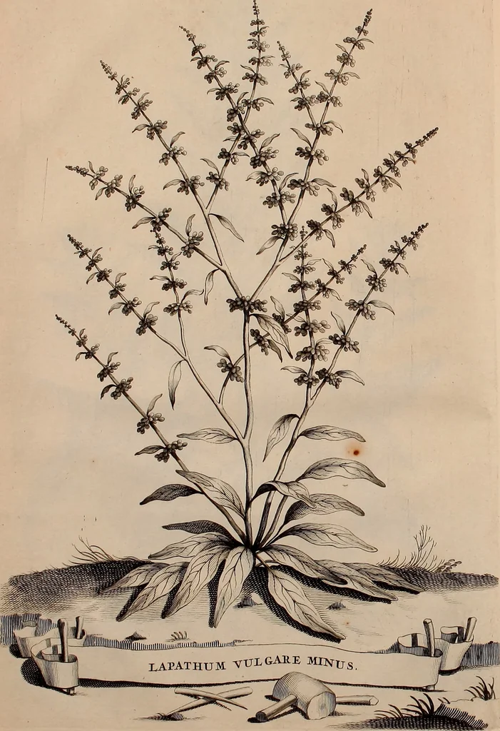 An illustration from Naauwkeurige beschryving der aardgewassen, waar in de veelerley aart en bijzondere eigenschappen der boomen, heesters, kruyden, bloemen, met haare vrugten, zaden, wortelen en bollen, neevens derzelver waare voort-teeling, gelukkige aanwinning, en heylzaame genees-krachten ... beschreeven worden;, 1696, leaf 49