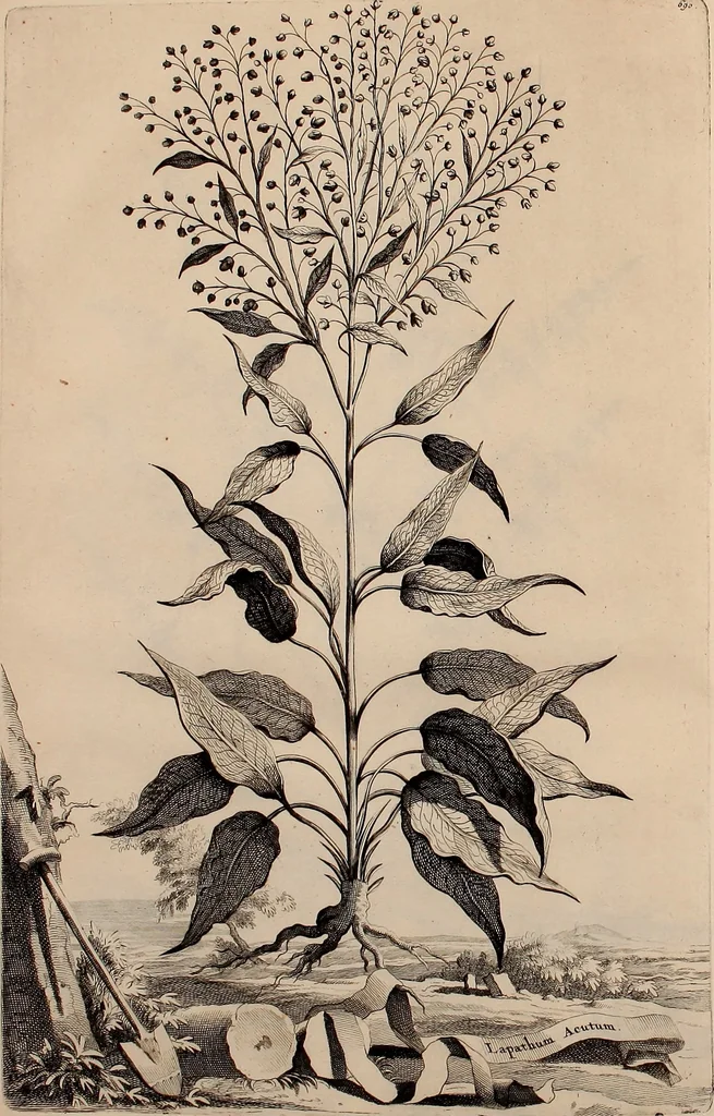 An illustration from Naauwkeurige beschryving der aardgewassen, waar in de veelerley aart en bijzondere eigenschappen der boomen, heesters, kruyden, bloemen, met haare vrugten, zaden, wortelen en bollen, neevens derzelver waare voort-teeling, gelukkige aanwinning, en heylzaame genees-krachten ... beschreeven worden;, 1696, leaf 51