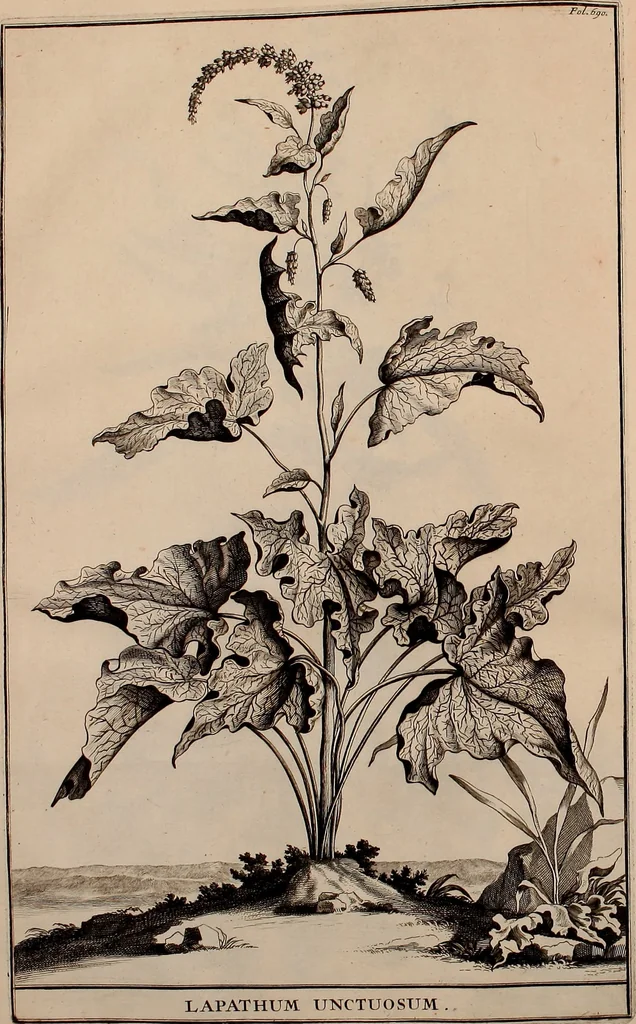 An illustration from Naauwkeurige beschryving der aardgewassen, waar in de veelerley aart en bijzondere eigenschappen der boomen, heesters, kruyden, bloemen, met haare vrugten, zaden, wortelen en bollen, neevens derzelver waare voort-teeling, gelukkige aanwinning, en heylzaame genees-krachten ... beschreeven worden;, 1696, leaf 55