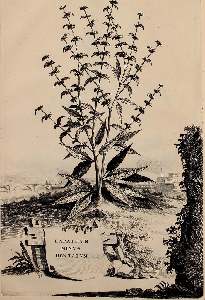 An illustration from Naauwkeurige beschryving der aardgewassen, waar in de veelerley aart en bijzondere eigenschappen der boomen, heesters, kruyden, bloemen, met haare vrugten, zaden, wortelen en bollen, neevens derzelver waare voort-teeling, gelukkige aanwinning, en heylzaame genees-krachten ... beschreeven worden;, 1696, leaf 57