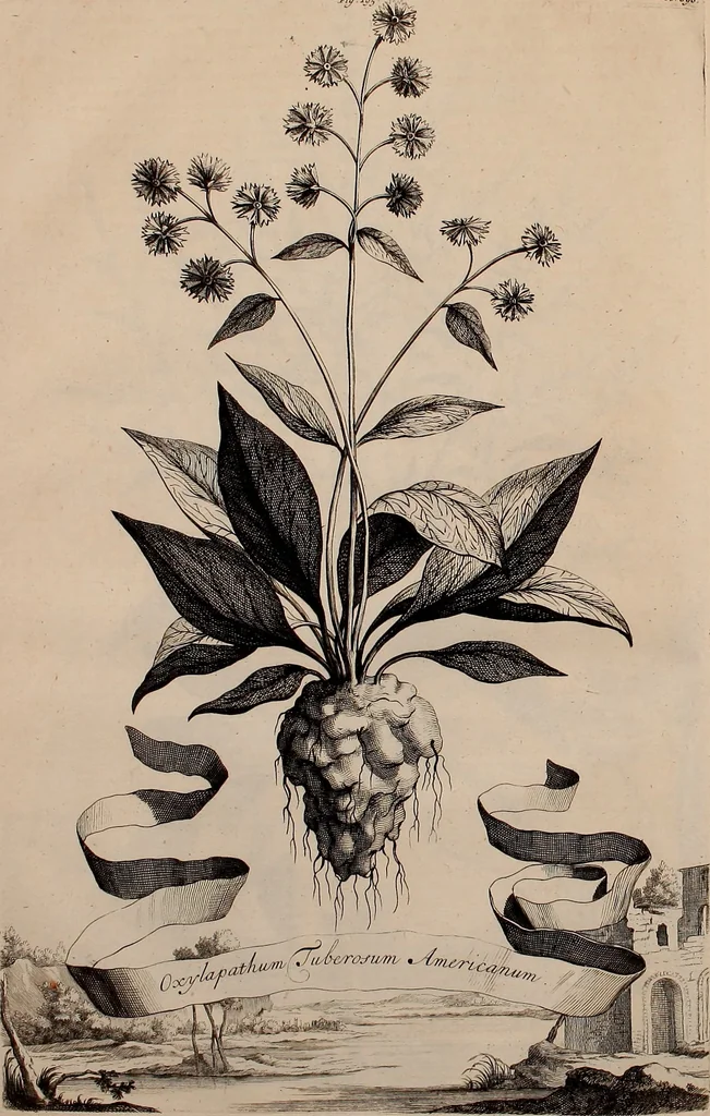 An illustration from Naauwkeurige beschryving der aardgewassen, waar in de veelerley aart en bijzondere eigenschappen der boomen, heesters, kruyden, bloemen, met haare vrugten, zaden, wortelen en bollen, neevens derzelver waare voort-teeling, gelukkige aanwinning, en heylzaame genees-krachten ... beschreeven worden;, 1696, leaf 63