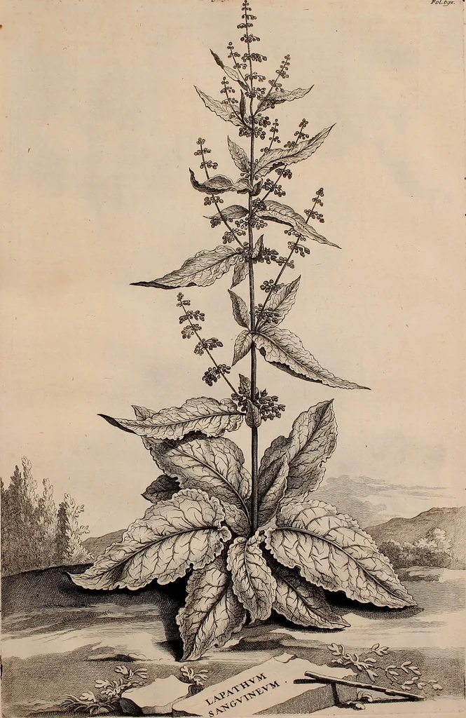 An illustration from Naauwkeurige beschryving der aardgewassen, waar in de veelerley aart en bijzondere eigenschappen der boomen, heesters, kruyden, bloemen, met haare vrugten, zaden, wortelen en bollen, neevens derzelver waare voort-teeling, gelukkige aanwinning, en heylzaame genees-krachten ... beschreeven worden;, 1696, leaf 66