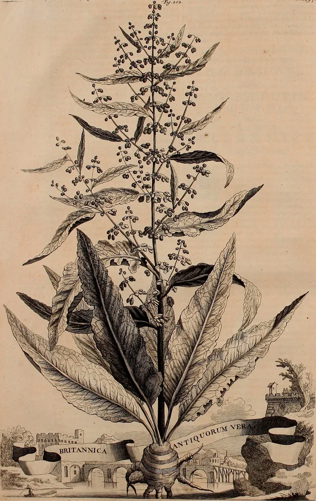 An illustration from Naauwkeurige beschryving der aardgewassen, waar in de veelerley aart en bijzondere eigenschappen der boomen, heesters, kruyden, bloemen, met haare vrugten, zaden, wortelen en bollen, neevens derzelver waare voort-teeling, gelukkige aanwinning, en heylzaame genees-krachten ... beschreeven worden;, 1696, leaf 79