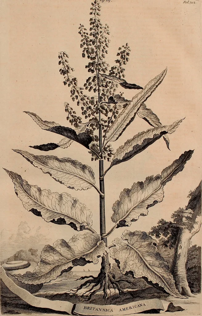 An illustration from Naauwkeurige beschryving der aardgewassen, waar in de veelerley aart en bijzondere eigenschappen der boomen, heesters, kruyden, bloemen, met haare vrugten, zaden, wortelen en bollen, neevens derzelver waare voort-teeling, gelukkige aanwinning, en heylzaame genees-krachten ... beschreeven worden;, 1696, leaf 84