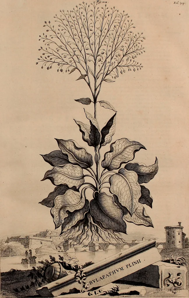 An illustration from Naauwkeurige beschryving der aardgewassen, waar in de veelerley aart en bijzondere eigenschappen der boomen, heesters, kruyden, bloemen, met haare vrugten, zaden, wortelen en bollen, neevens derzelver waare voort-teeling, gelukkige aanwinning, en heylzaame genees-krachten ... beschreeven worden;, 1696, leaf 86