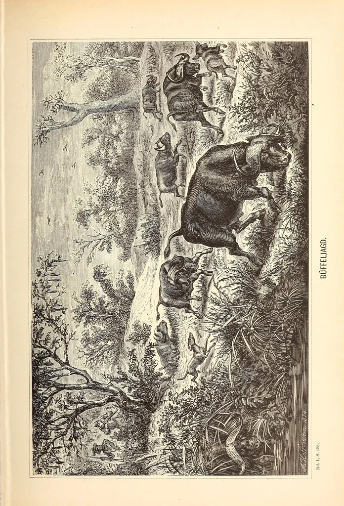 An illustration from Nach den Victoriafällen des Zambesi, 1875, leaf 223