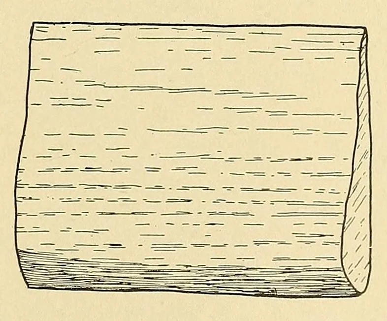 An illustration from The Nanticoke community of Delaware, 1915, leaf 39