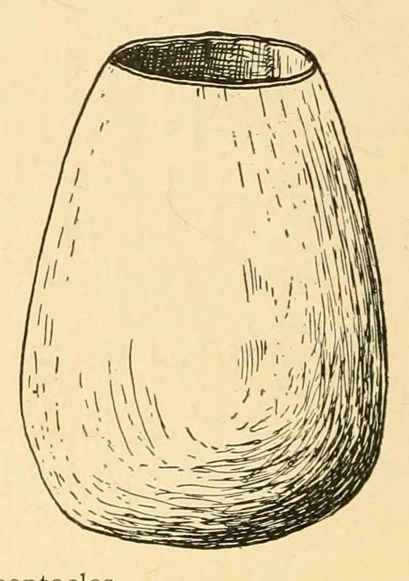 An illustration from The Nanticoke community of Delaware, 1915, leaf 56